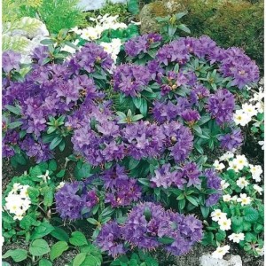 Zwerg Rhododendron Gristede 25-30cm - Rhododendron impeditum - Zwerg Alpenrose