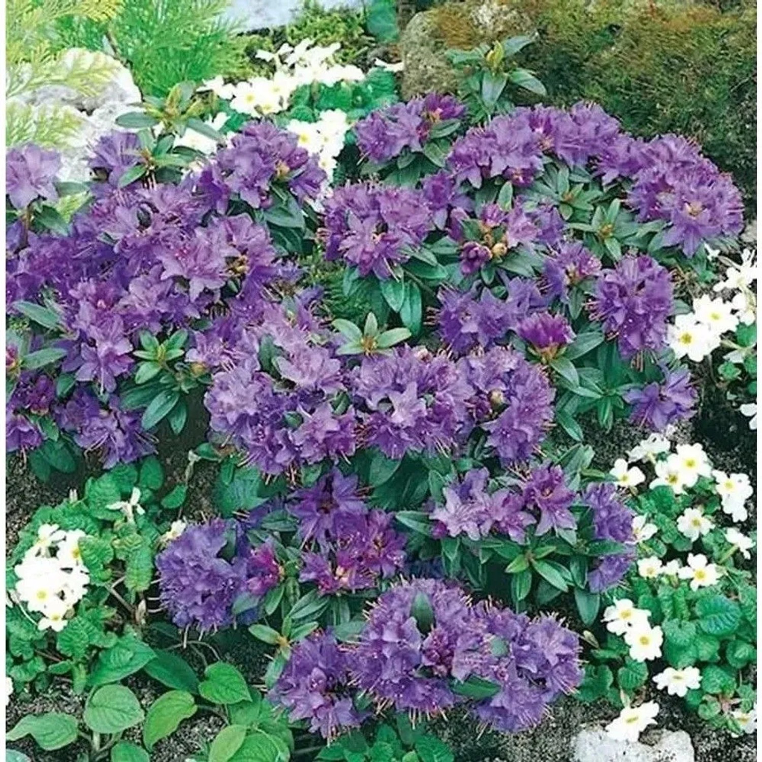 Zwerg Rhododendron Gristede 25-30cm - Rhododendron impeditum - Zwerg Alpenrose
