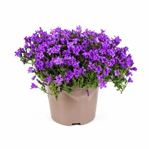 Kompakte Campanula portenschlagiana Staude mit zahlreichen violetten Glockenblüten im beigen Topf. Ideal für Balkon.