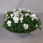 Hornveilchen in Zinkschale, weiße Blüten, Topf-Ø 29cm, Höhe 15cm. Dekorative Bepflanzte Schale für den Außenbereich.