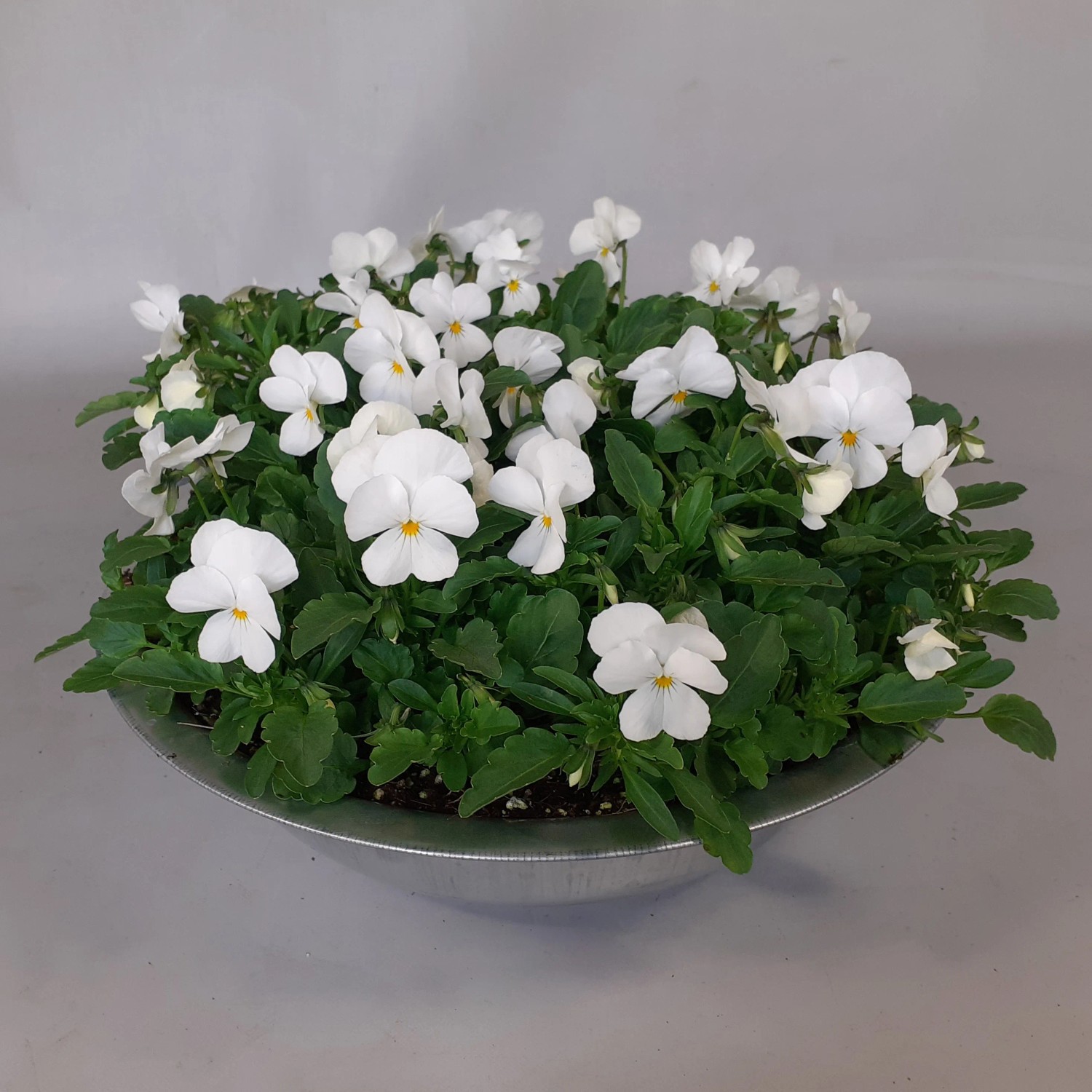 Hornveilchen in Zinkschale, weiße Blüten, Topf-Ø 29cm, Höhe 15cm. Dekorative Bepflanzte Schale für den Außenbereich.