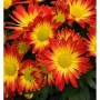 Nahaufnahme von Winterastern 'Dernier Soleil' mit gelb-roten Blüten.