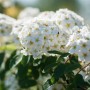 Nahaufnahme der weißen Blüten der Spiraea Vanhouttei Prachtspiere.