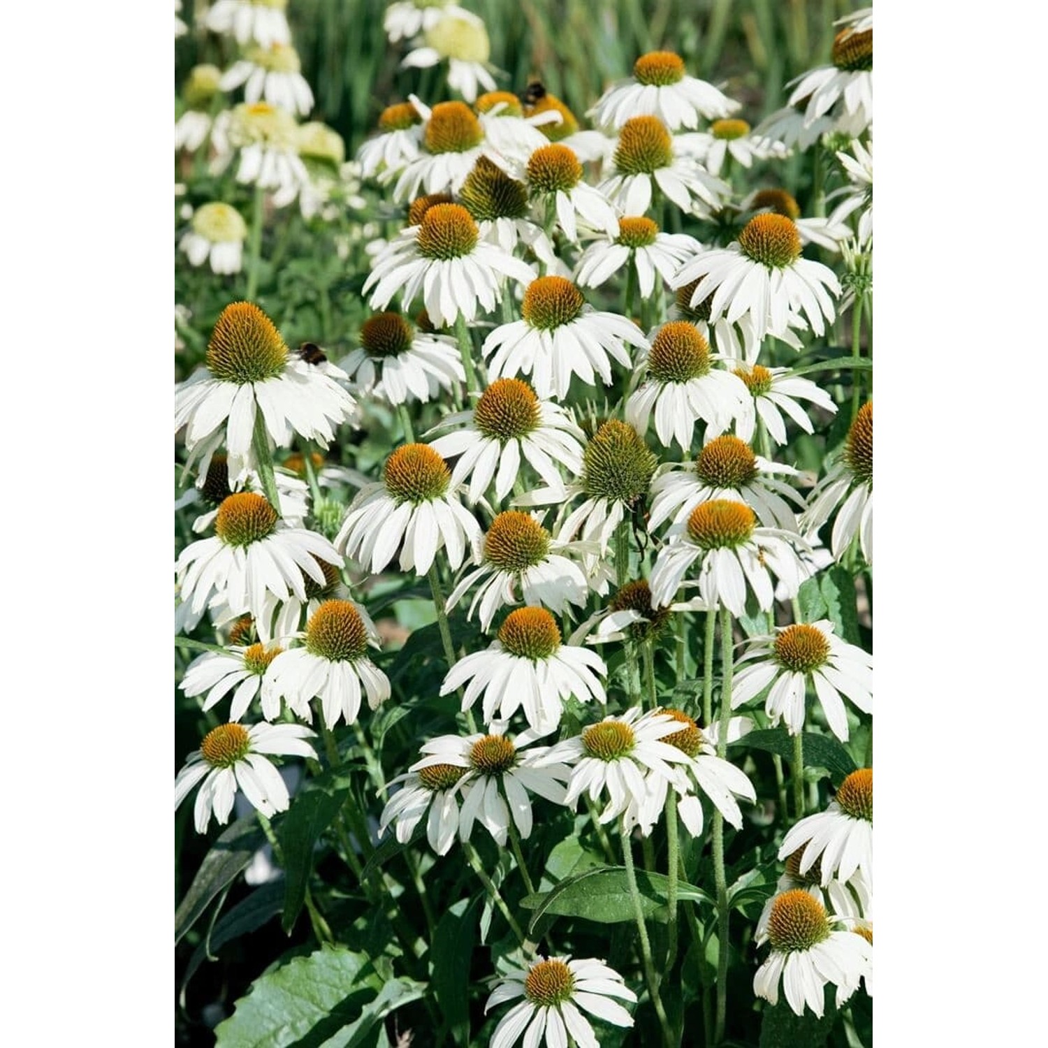 Echinacea Purpurea Avalanche R Roter Sonnenhut Ca. 11x11 cm Topf günstig online kaufen