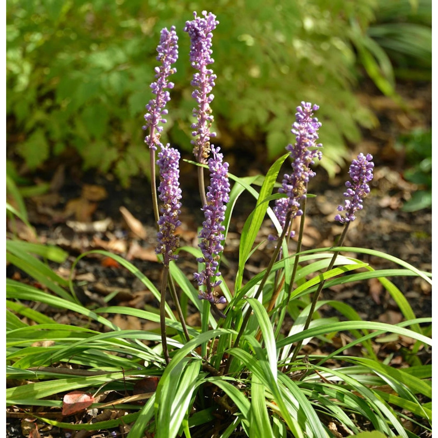 Lilientraube - Liriope muscaria günstig online kaufen