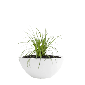 Weiße Pflanzwerk Pflanzschale Bowl, 28 cm, mit grüner Pflanze. Frostbeständig, Lotus-Effekt.