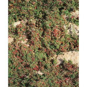 Immergrüne Teppichmispel 'Cooper' (Cotoneaster dammeri) mit roten Beeren als Bodendecker.