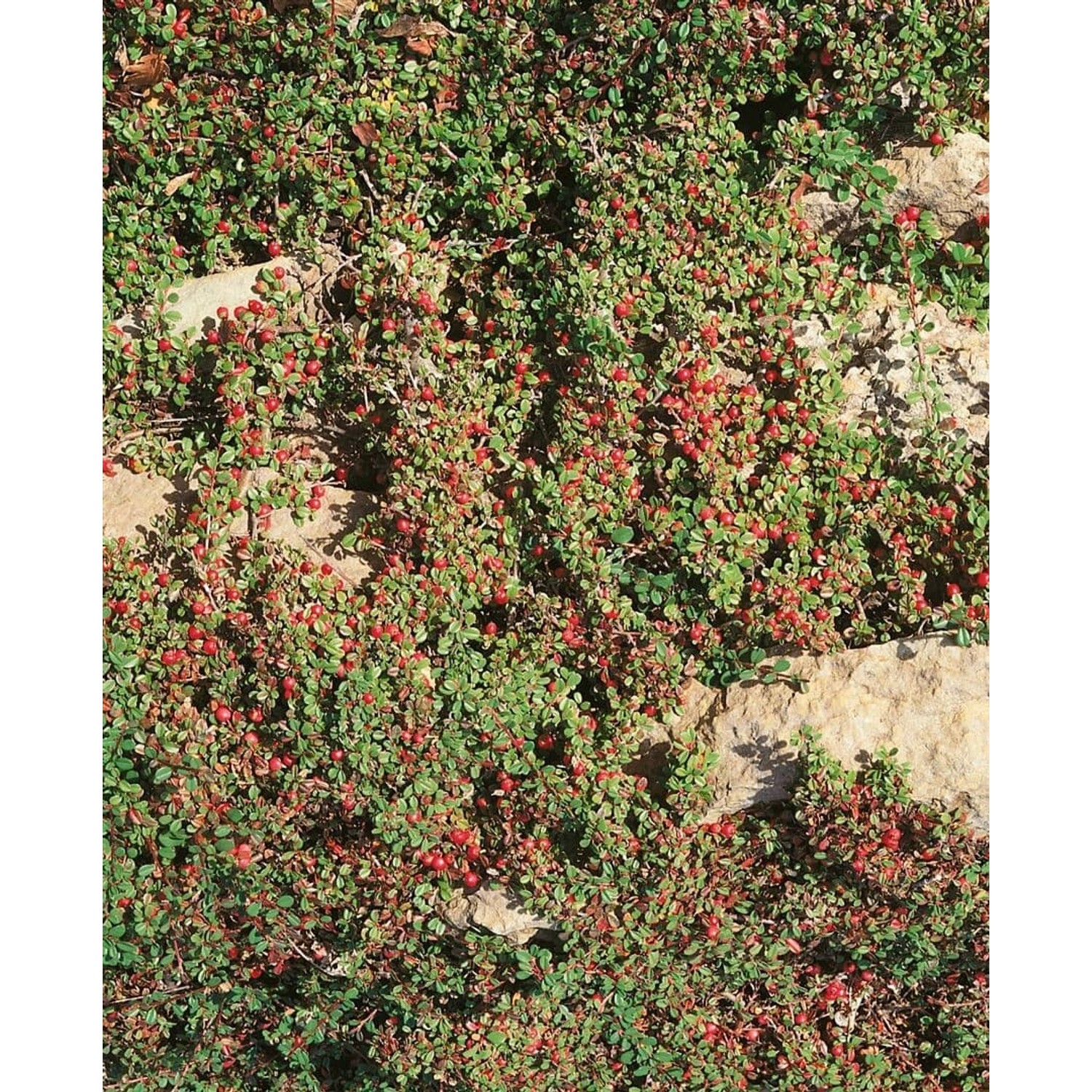 Cotoneaster Dammeri Cooper Teppichmispel Immergrün Ca. 9x9 cm Topf günstig online kaufen