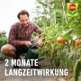 Mann gießt Tomatenpflanzen mit Compo Tomaten- und Gemüse Düngestäbchen für 2 Monate Langzeitwirkung.