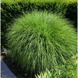 Chinaschilf Kleine Silberspinne - Miscanthus sinensis