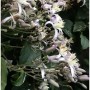 Staudenclematis Mrs. Robert Brydon, eine Kletterpflanze mit weißen Blüten und violetten Knospen.