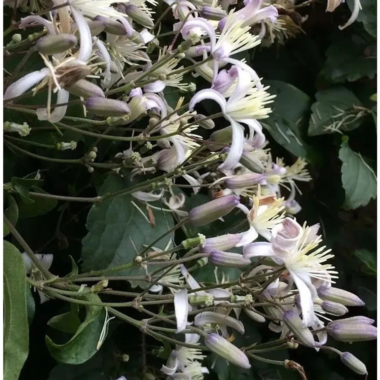 Staudenclematis Mrs. Robert Brydon, eine Kletterpflanze mit weißen Blüten und violetten Knospen.