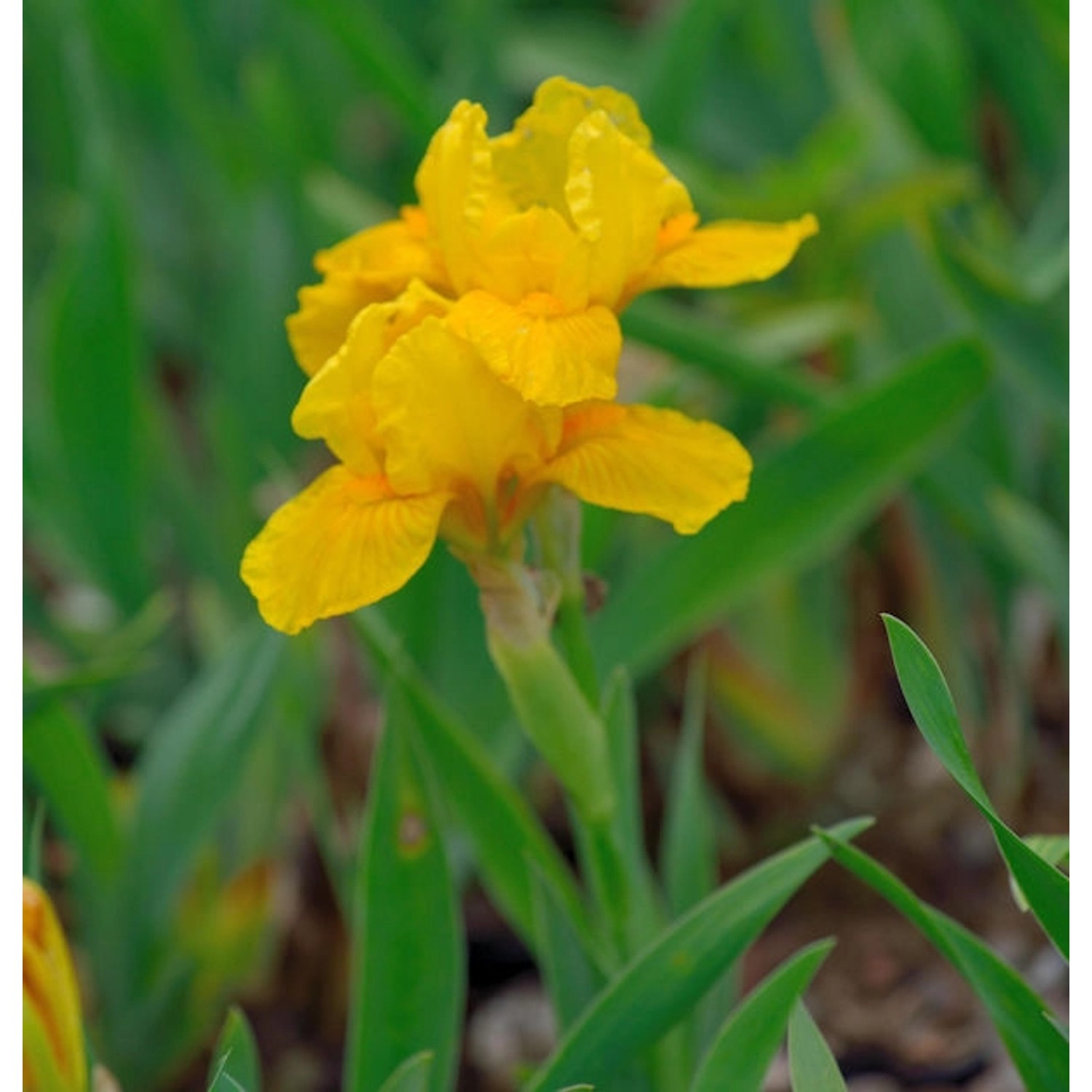 Zwergschwertlilie Orange Caper - Iris barbata nana günstig online kaufen