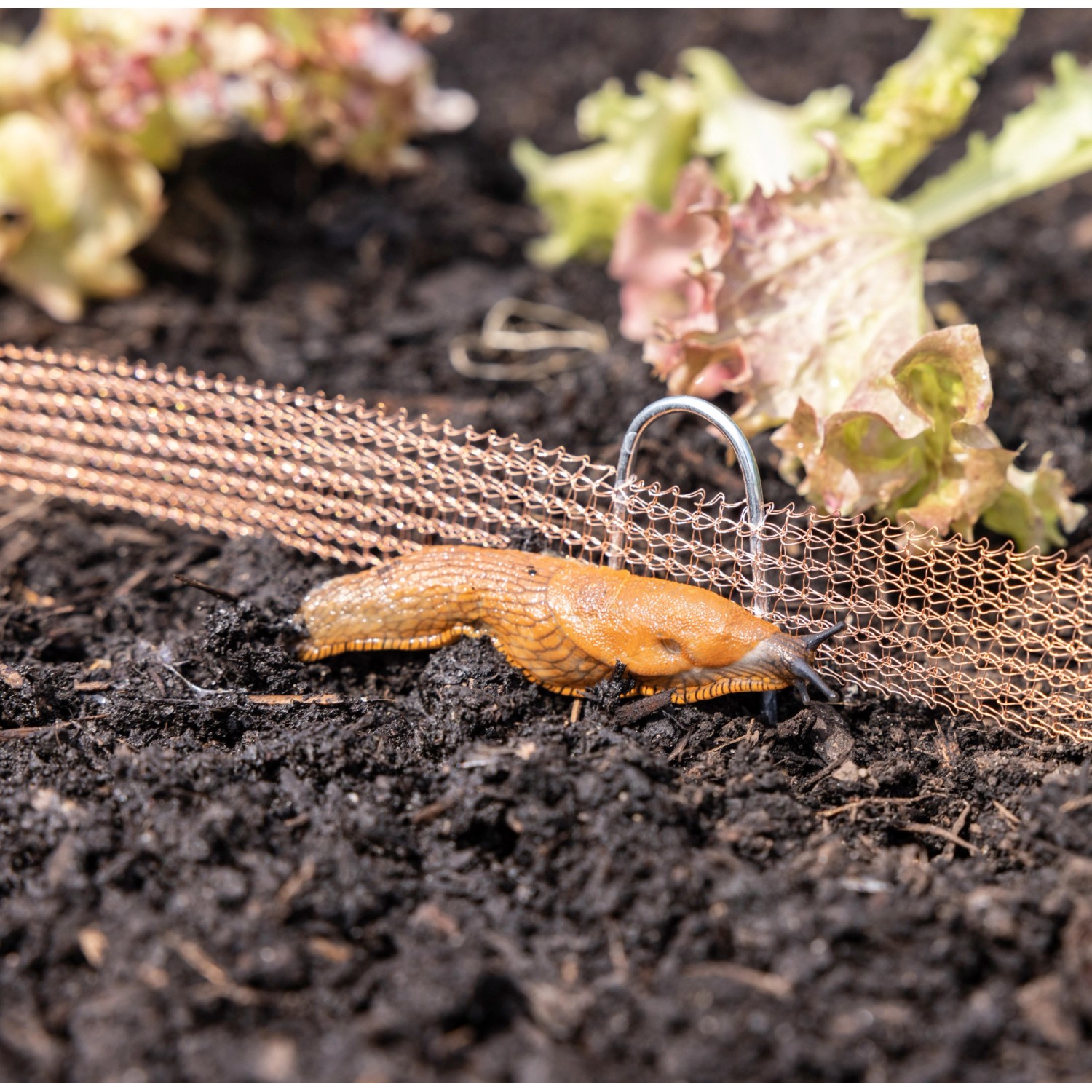 Windhager Schneckenzaun aus Kupfer mit Schnecke im Gartenbeet.