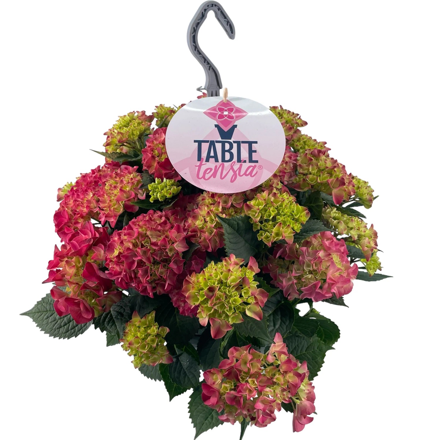 GROW by OBI Bauernhortensie winterhart Ampel Hydrangea macrophylla Topf 23 cm kaufen bei OBI