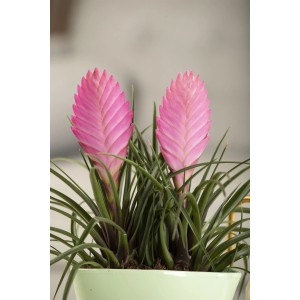 GROW by OBI Tillandsie Anita mit rosa Blüte im Topf (Ø 9cm).