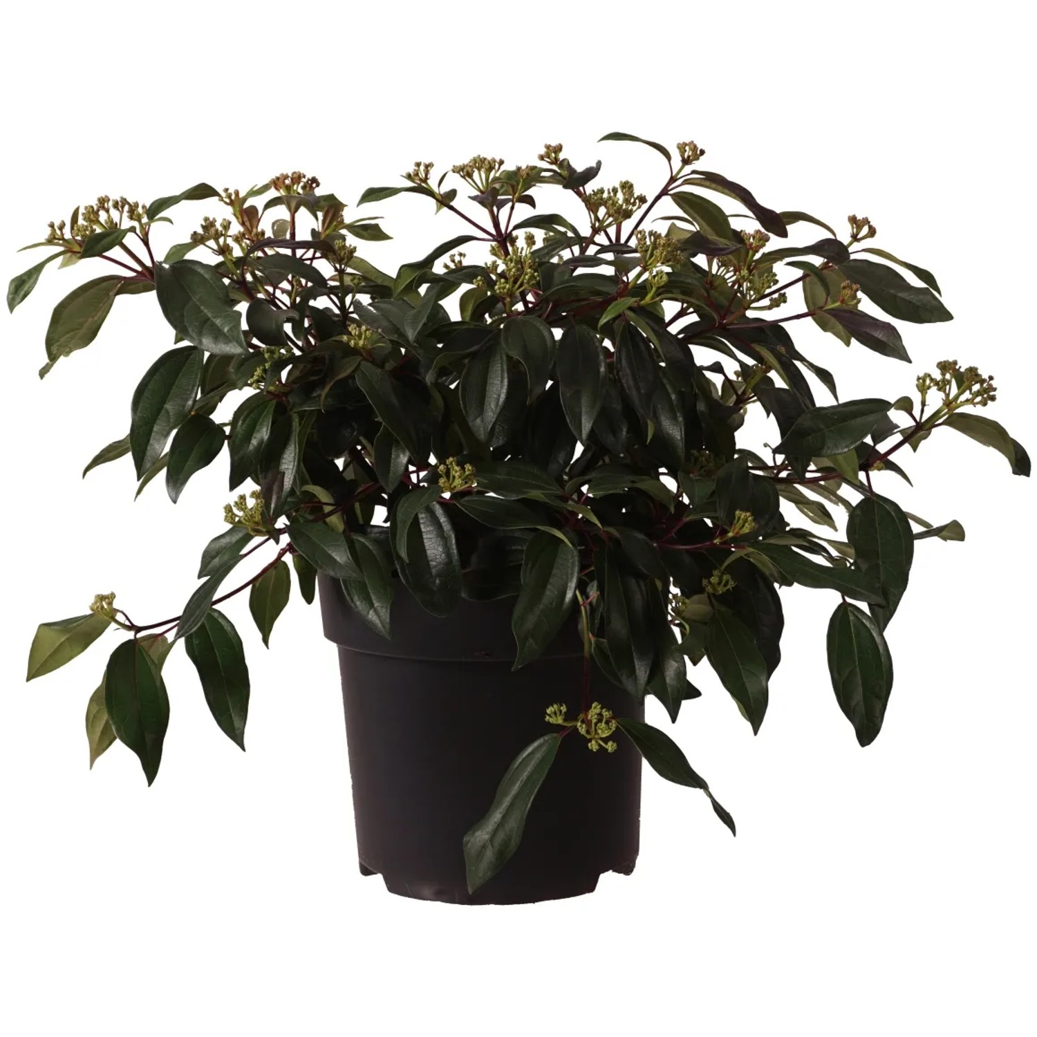 David-Schneeball "Angustifolium" Höhe ca. 40 cm Topf ca. 6 l Viburnum davidii