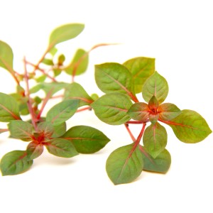 Dennerle Aquariumpflanze Ludwigia Spec. Super Red mit grünen und roten Blättern.