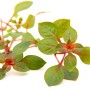 Dennerle Aquariumpflanze Ludwigia Spec. Super Red mit grünen und roten Blättern.