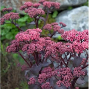 Nahaufnahme der rosafarbenen Blütenstände einer Großen Fetthenne (Sedum telephium) der Sorte Xenox.