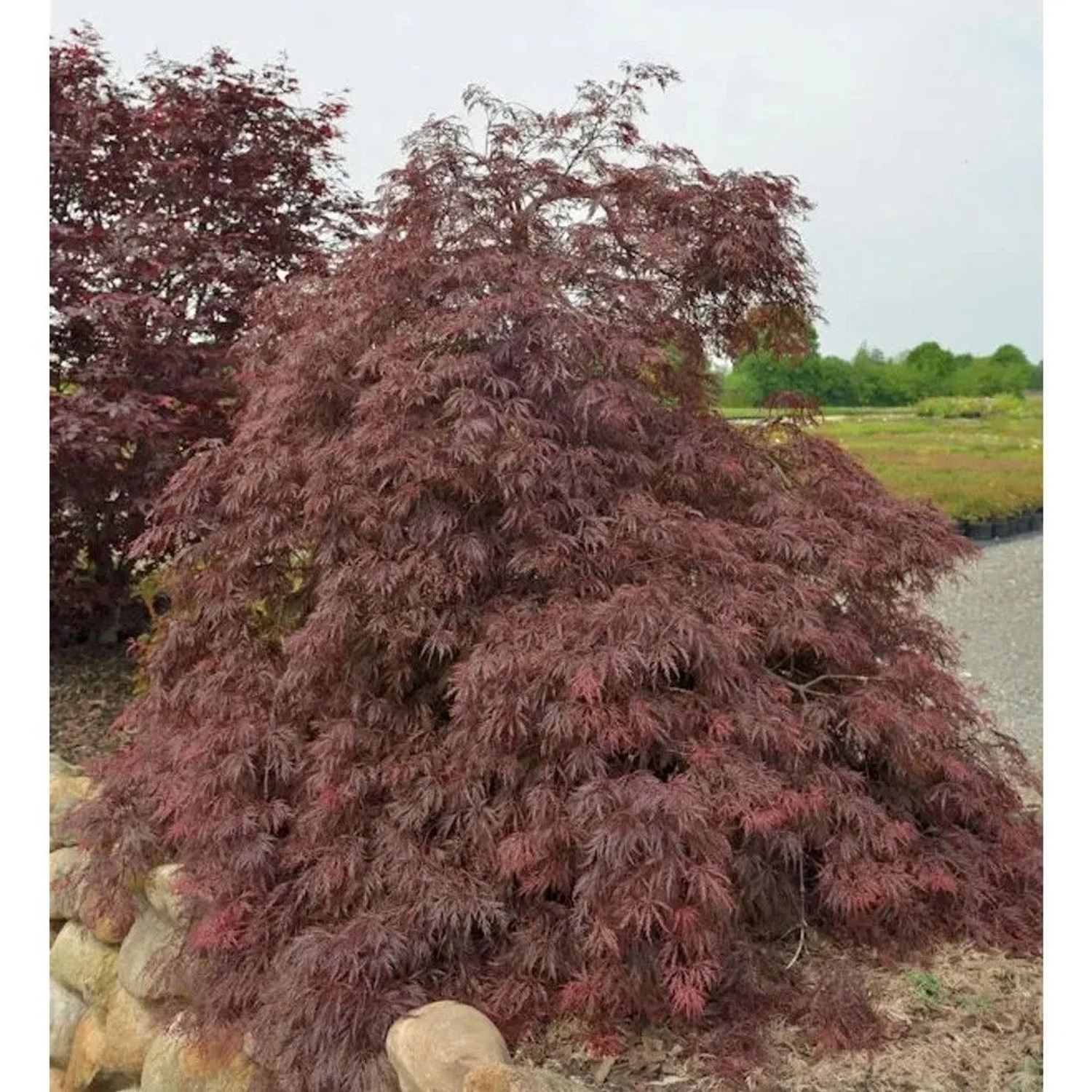 Fächerahorn Inaba shidare 40-50cm - Acer palmatum