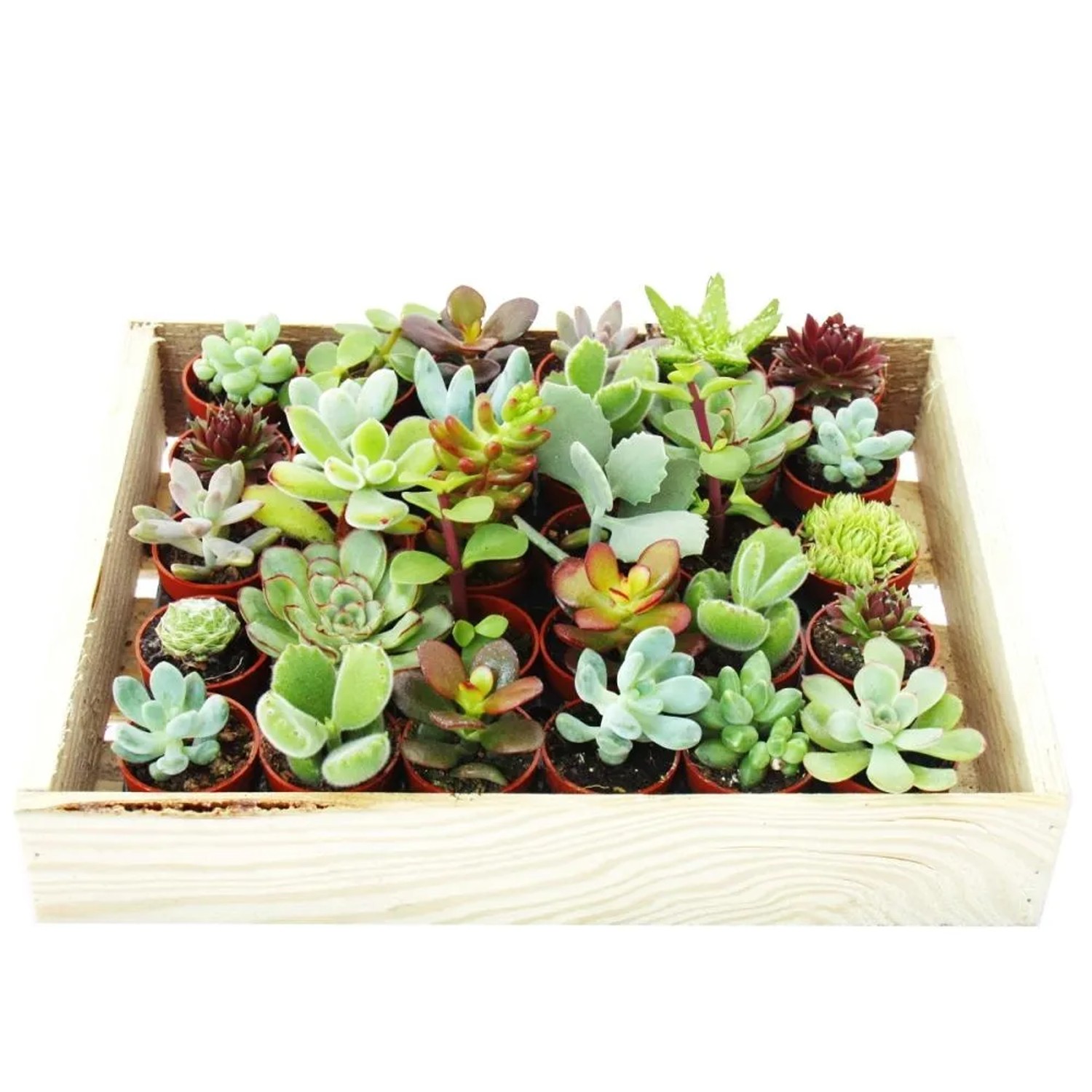 Exotenherz Mini-Sukkulenten Set mit 30 Pflanzen in Holzkiste, 3,5cm Töpfe.