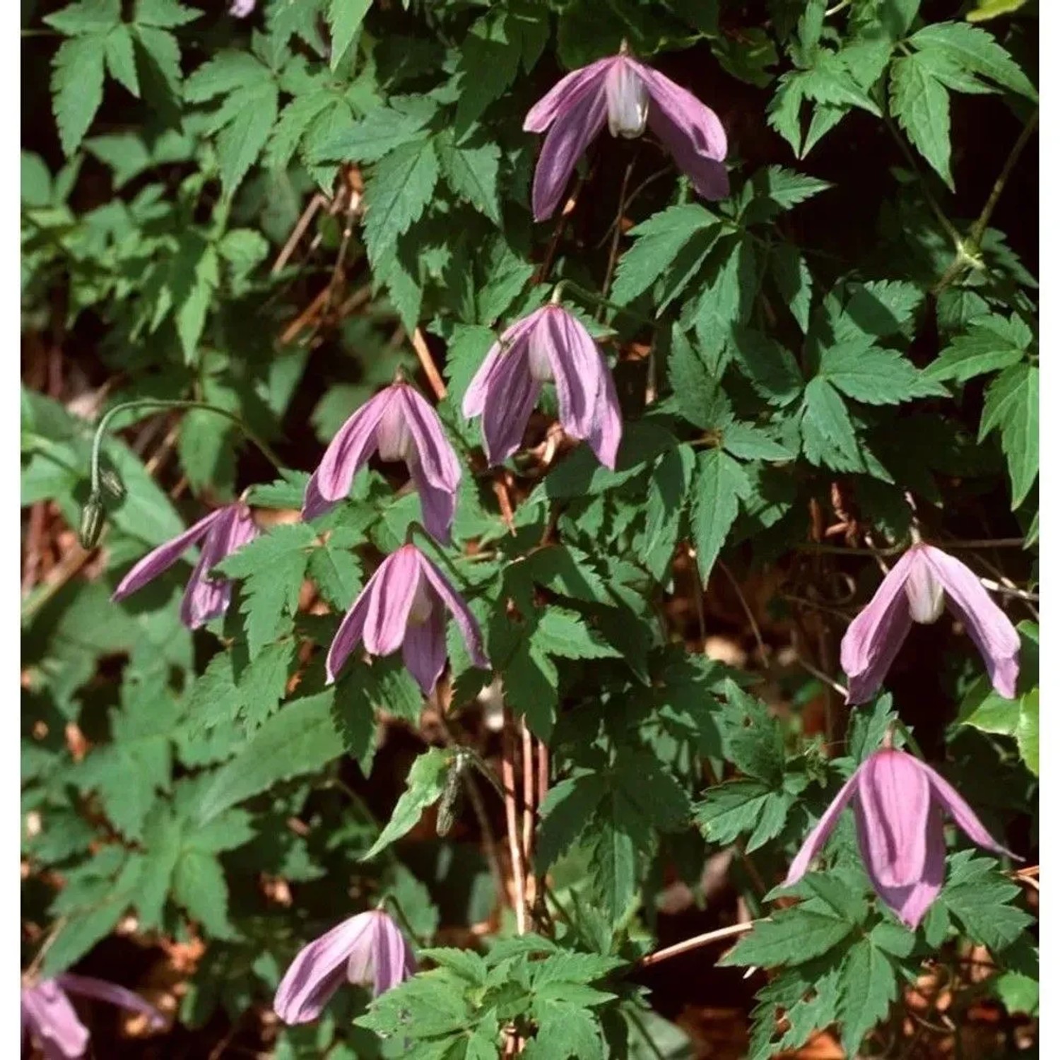 Waldrebe Propertius 40-60cm - Clematis koreana
