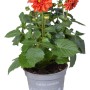 Orange Dahlie "Dahlietta Rachel" im Topf, ca. 25-30 cm hoch. Sommerblüher für Balkon und Garten.