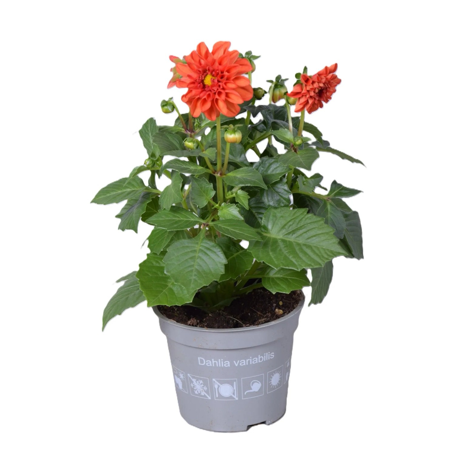 Orange Dahlie "Dahlietta Rachel" im Topf, ca. 25-30 cm hoch. Sommerblüher für Balkon und Garten.