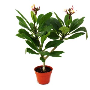 Hawaianischer Tempelbaum (Plumeria) im Topf mit grünen Blättern und zarten Blüten.