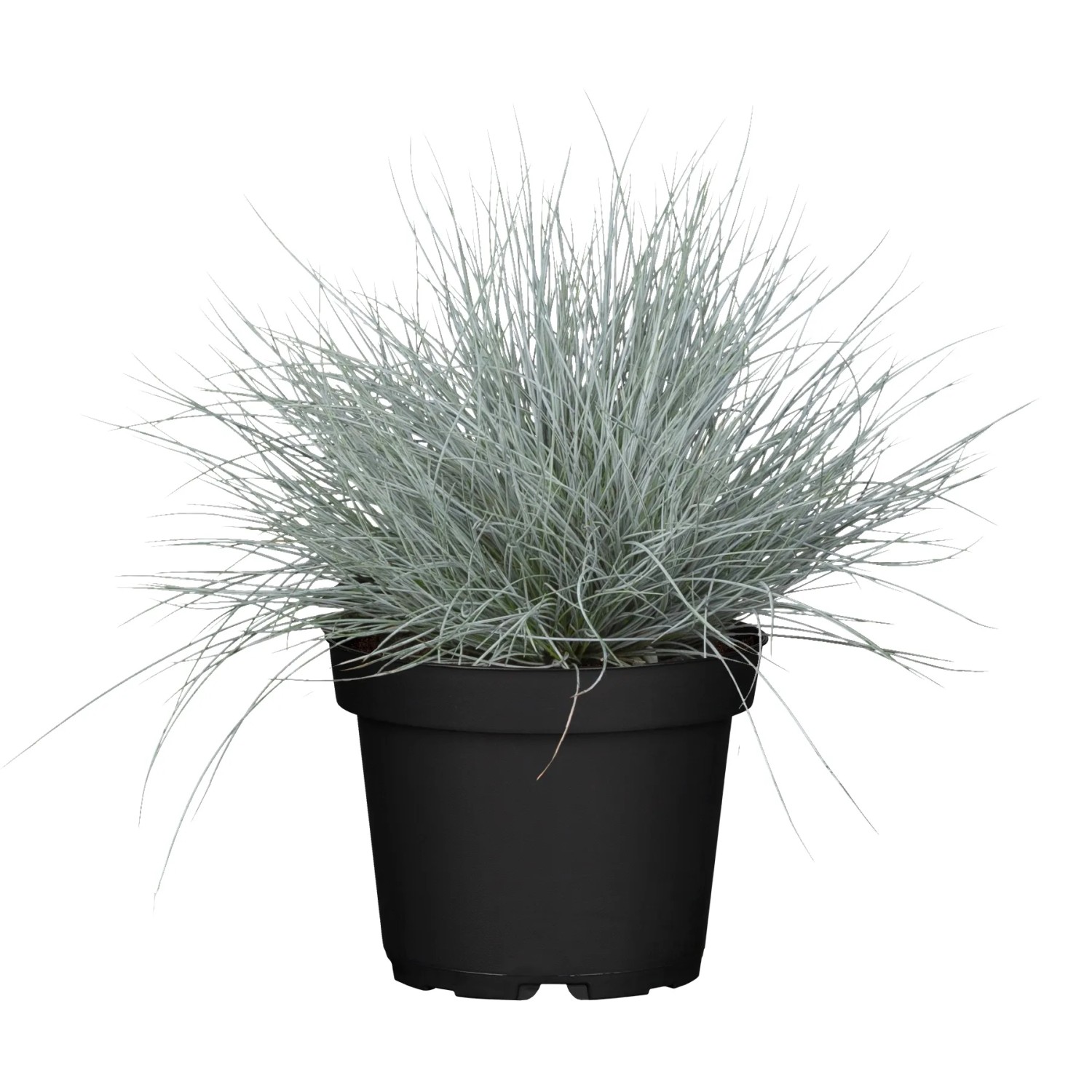 Blauschwingel Festuca glauca Cool as Ice Spät T19