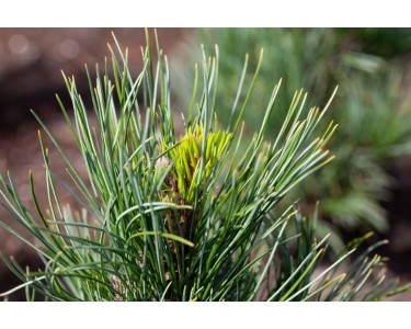 Zirbelkiefer Pinus Cembra 50-60 Cm - Winterharter Nadelbaum Für Garten & Windschutz