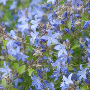 Nahaufnahme der blauen Glockenblume Campanula poscharskyana, einer kriechenden Staude.