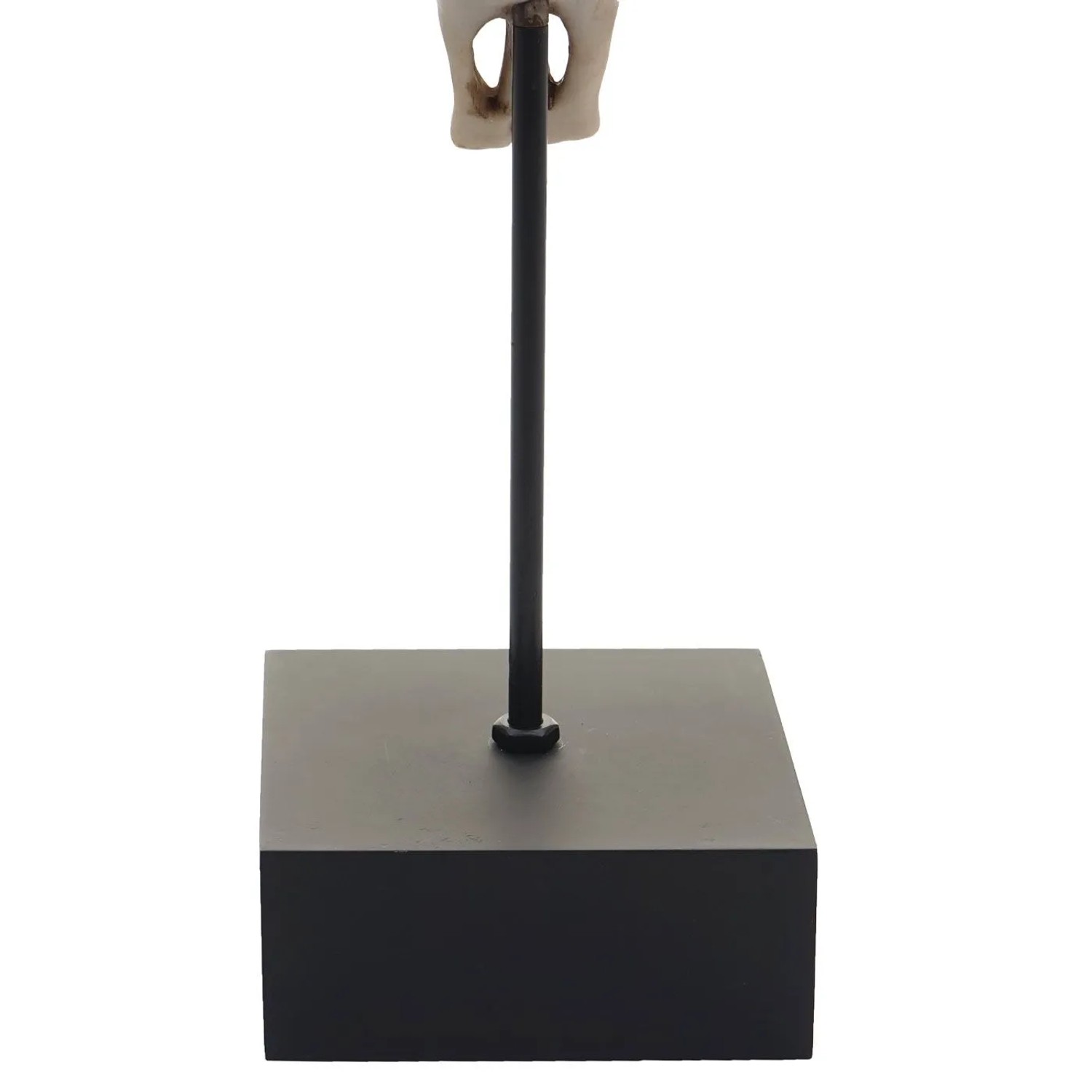 Dekorative Standfigur Kuhschädel aus Polyresin mit Tribal-Muster auf schwarzem Sockel.