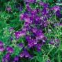 Violette Blüten des Geranium Clarkei Kashmir Purple Storchschnabels im 9x9 cm Topf.