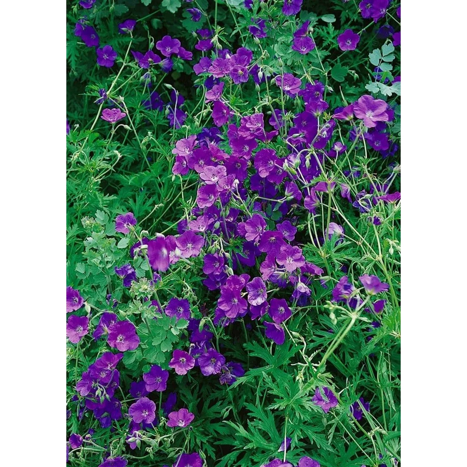 Violette Blüten des Geranium Clarkei Kashmir Purple Storchschnabels im 9x9 cm Topf.