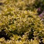 Goldgelber Oregano (Origanum vulgare Aureum) im 11x11 cm Topf. Kompakte Staude für sonnige Standorte.