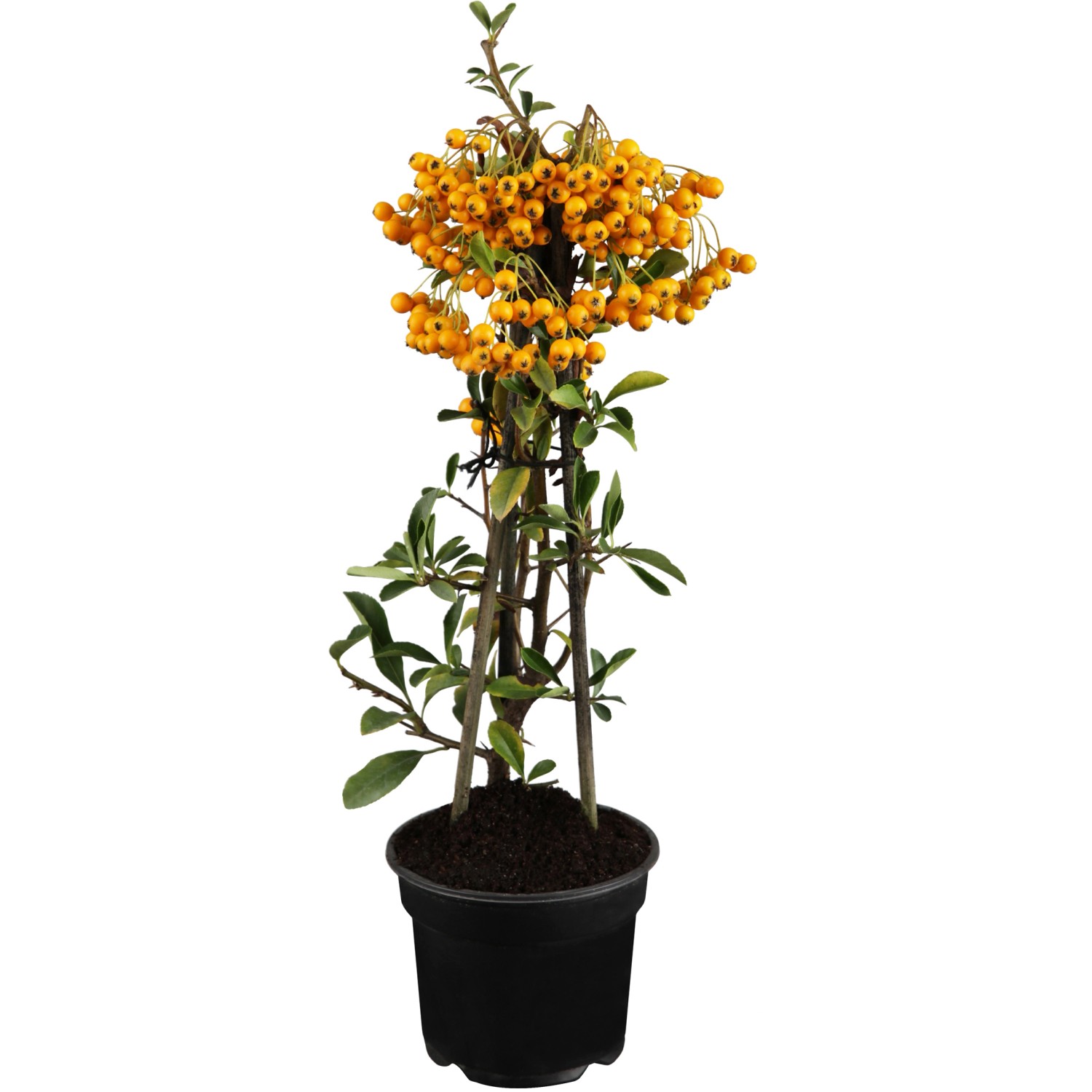 OBI Feuerdorn Gelbe Beeren Höhe ca. 50 - 60 cm Topf ca. 2 l Pyracantha