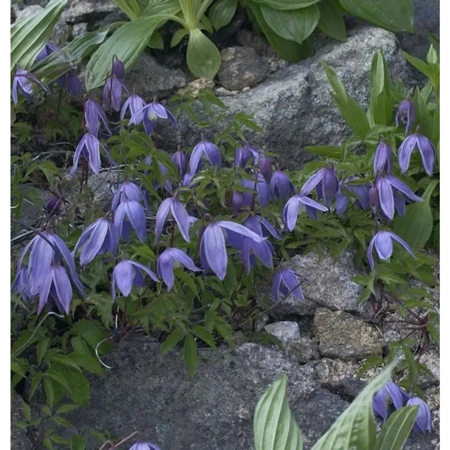 Alpen Waldrebe 40-60cm - Clematis alpina