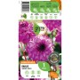 GROW by OBI Dahlie Seniors Purple, lila Blüte, ca. 50 cm hoch. Blumenzwiebel für Beet und Topf.