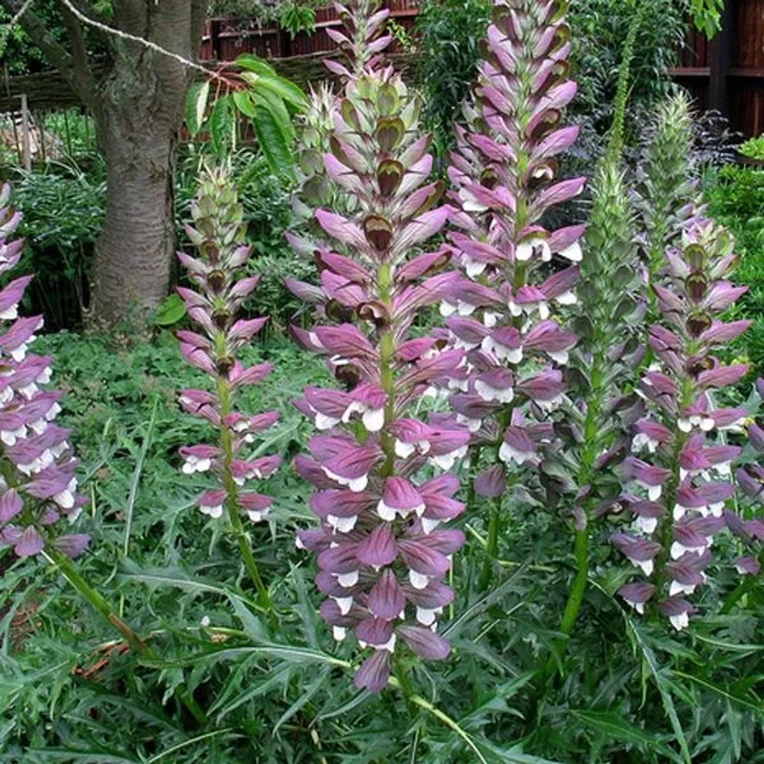 6 x Stacheliger Bärenklau Acanthus spinosus Topf 9cm Auffällige Blätter