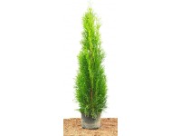 Thuja: Grundlagen zur immergrnen Heckenpflanze | OBI