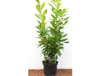 Thuja: Grundlagen zur immergrnen Heckenpflanze | OBI
