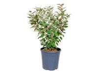Thuja: Grundlagen zur immergrnen Heckenpflanze | OBI