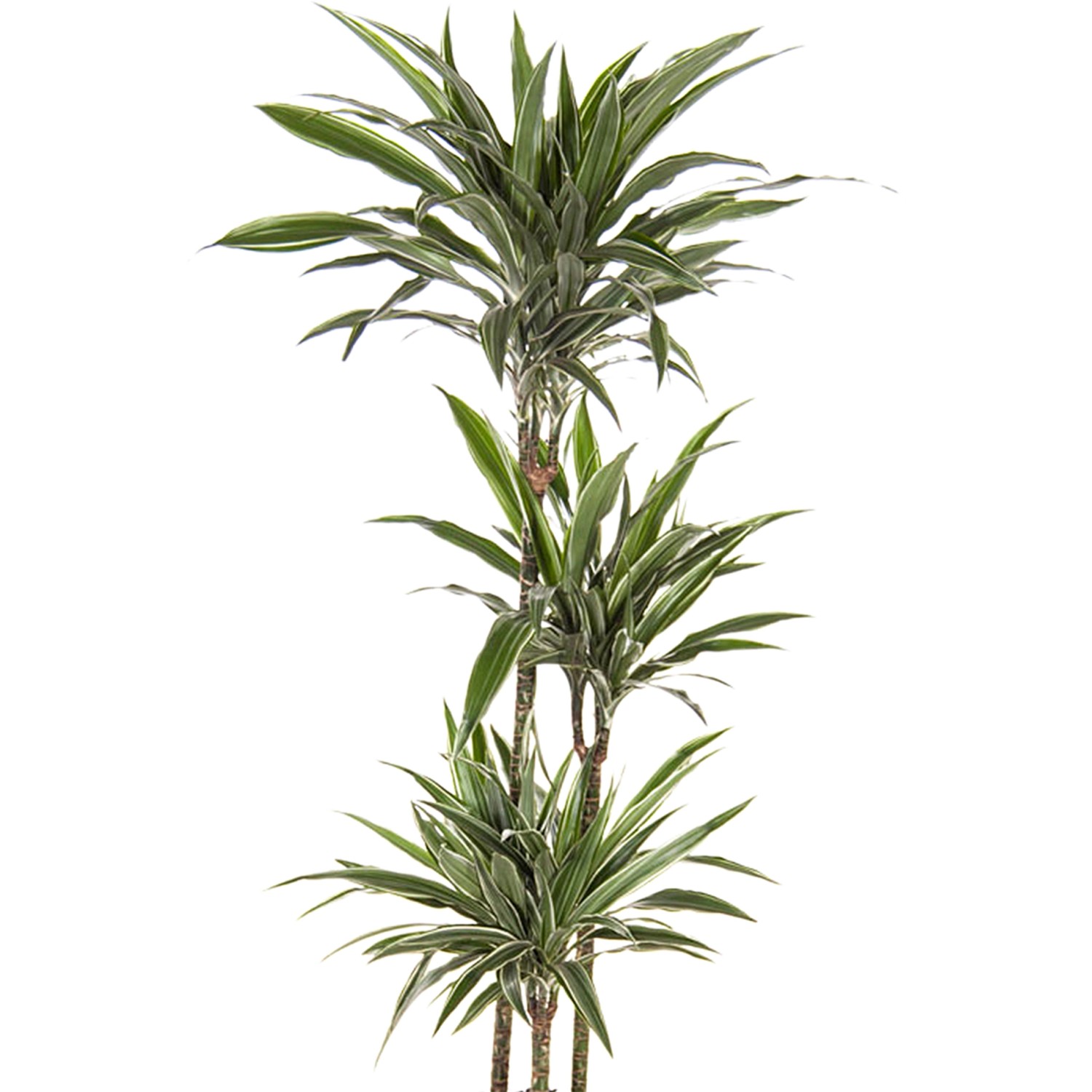 Пальма комнатная драцена. Пальма комнатная драцена. Драцена окаймлённая маргината. Драцена окаймленная (dracaena marginata. Пальма комнатная драцена.