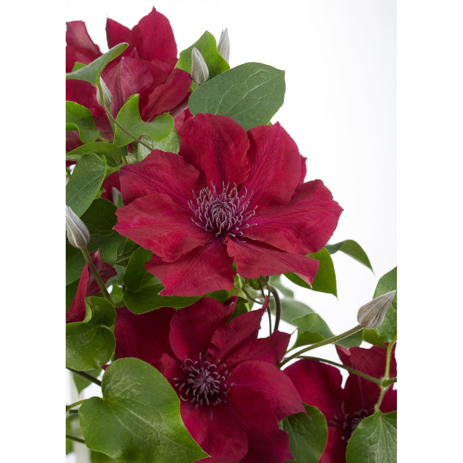 Top Clematis Varieties for Every Garden