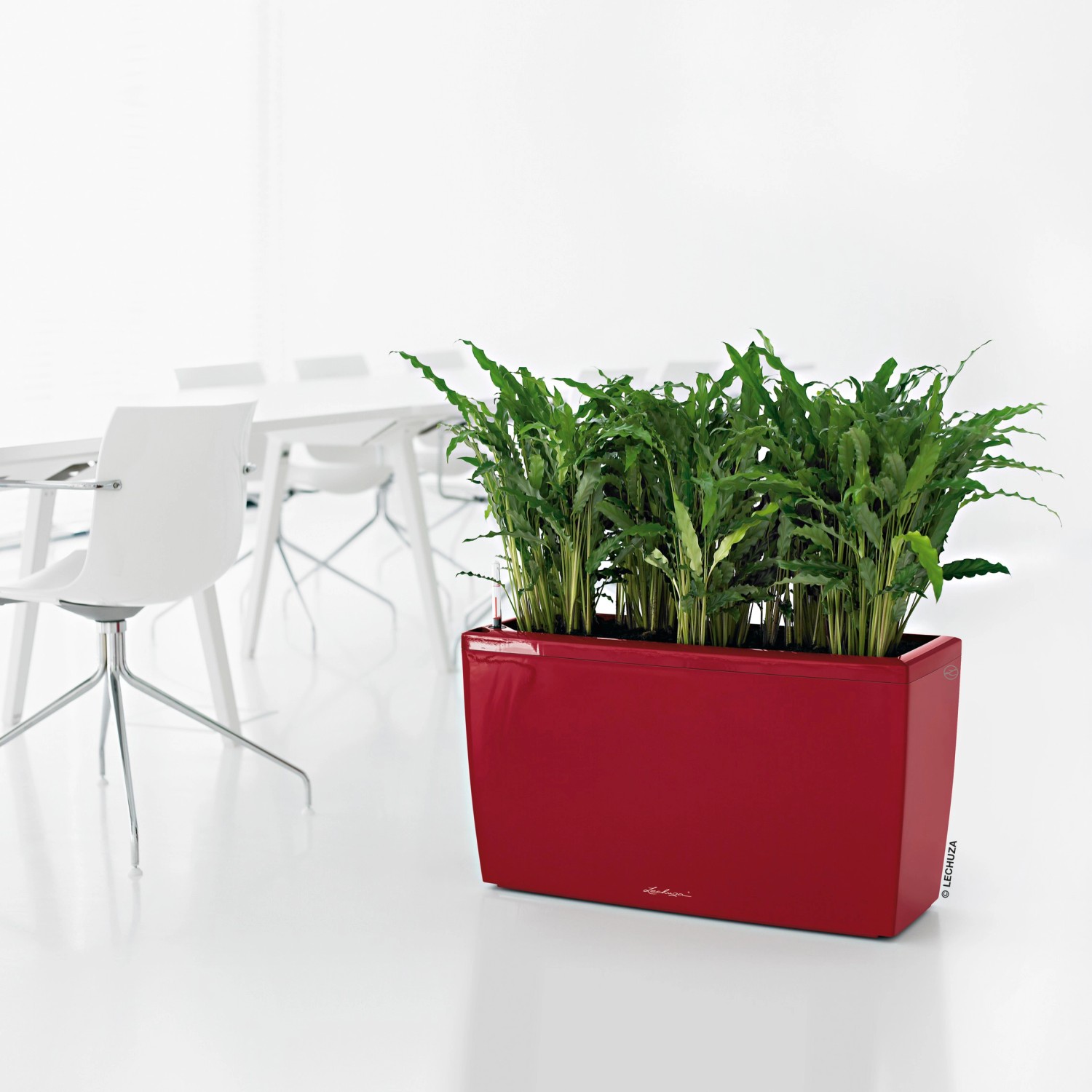 Кашпо lechuza rondo. Аглаонема в лечуза. Цветок lechuza. Настольное кашпо с автополивом lechuza cube glossy triple, белое, ш14 д14 в40 см. Кашпо lechuza cubico 30 белый.